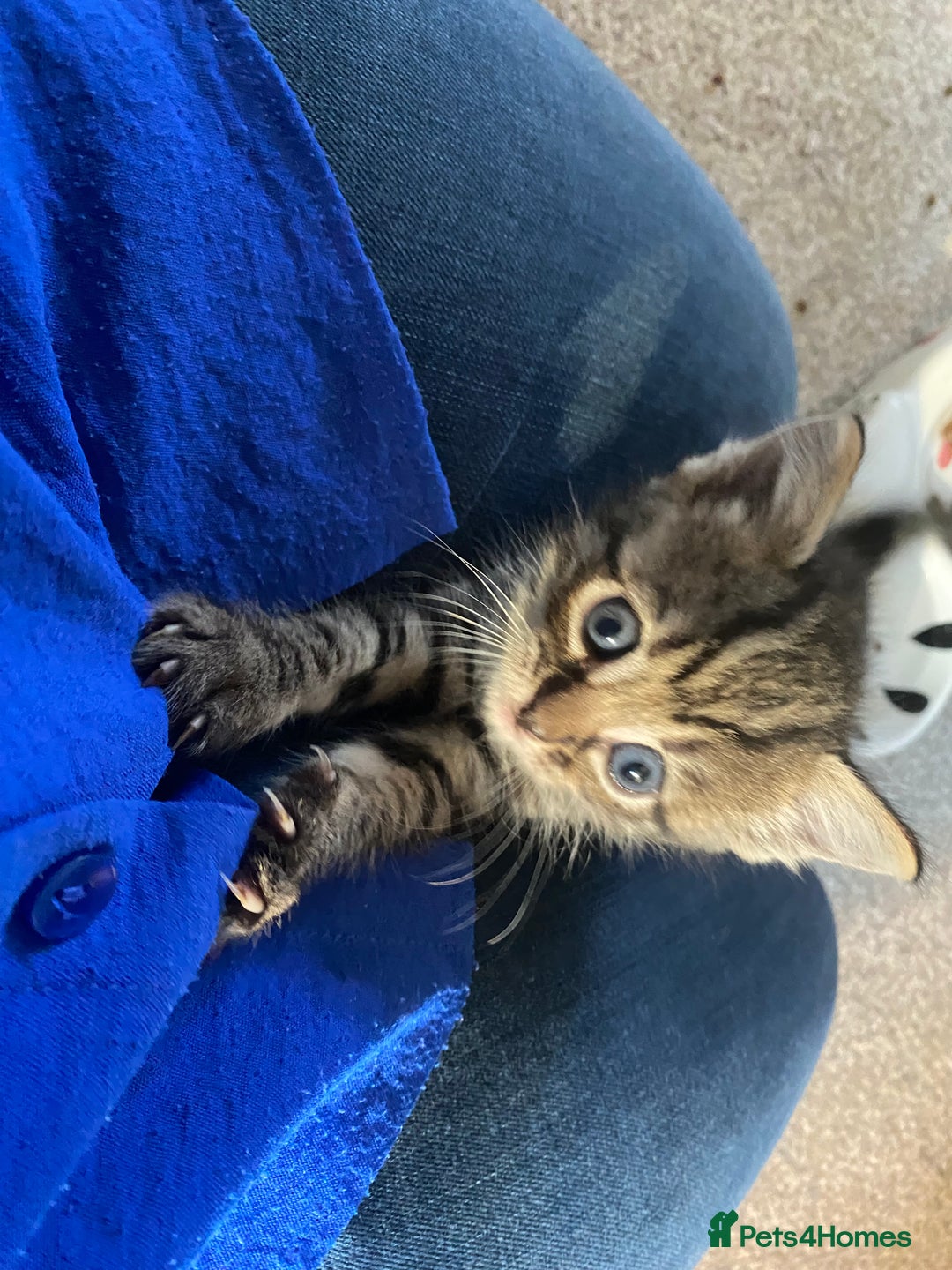 Mixed Breed cats for sale: Ragdoll x Tabbie - Image 16