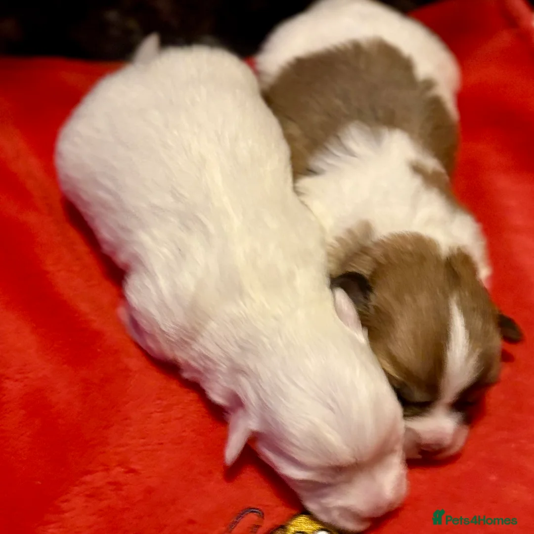 Coton De Tulear dogs for sale: K.C reg Coton de Tulear Puppies inc World Champion - Advert 22