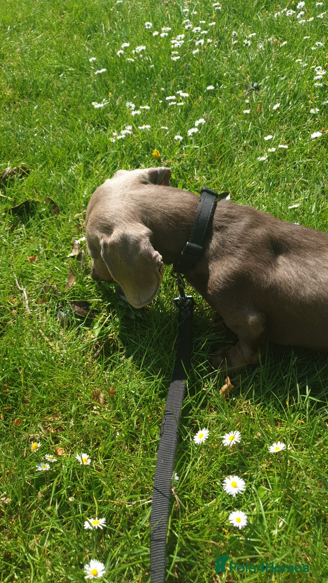 Dachshund dogs for sale: Beautiful Dachshund Looking for a Loving Home - Advert 1