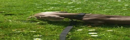 Dachshund dogs for sale: Beautiful Dachshund Looking for a Loving Home - Advert 1