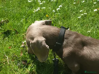 Dachshund dogs Beautiful Dachshund Looking for a Loving Home - Advert 17