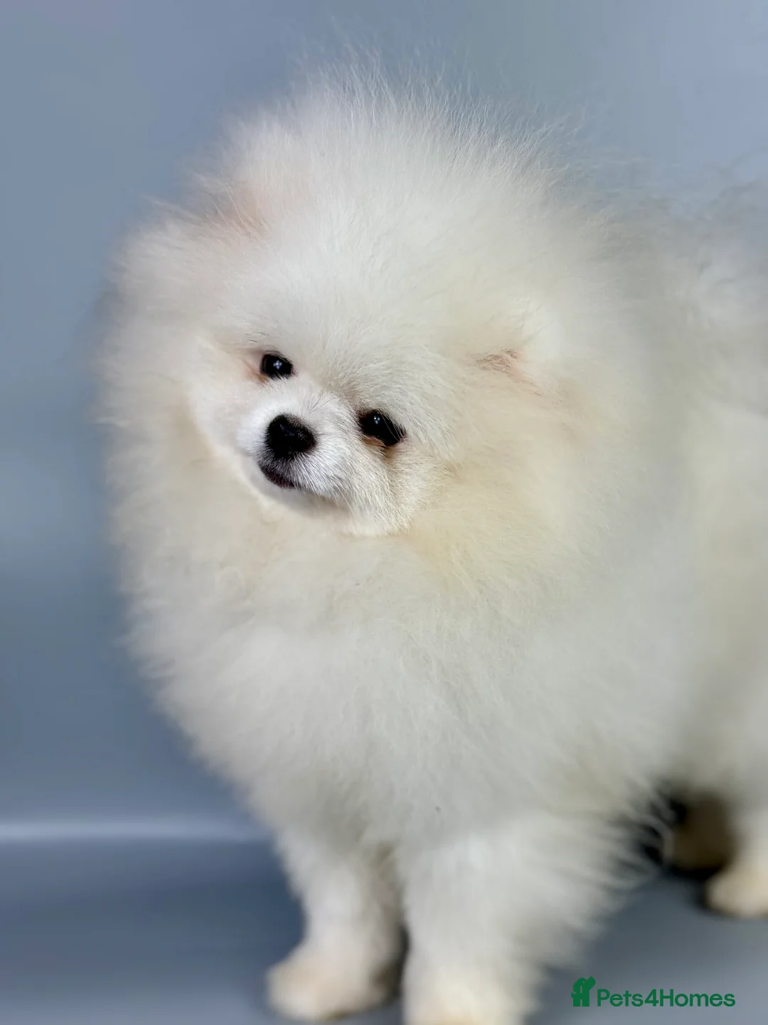 Pomeranian dogs for stud: KC well proven 1,9kg  stud in Surrey !  in Camberley - Advert 4