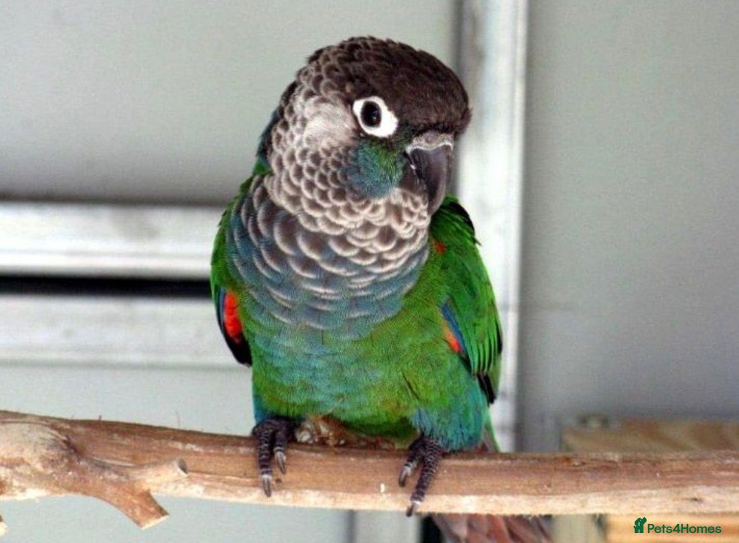 Conures birds Pearly Conure Parrot  - Advert 2