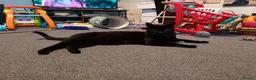 Mixed Breed cats for sale: Cat for sale  - Advert 3