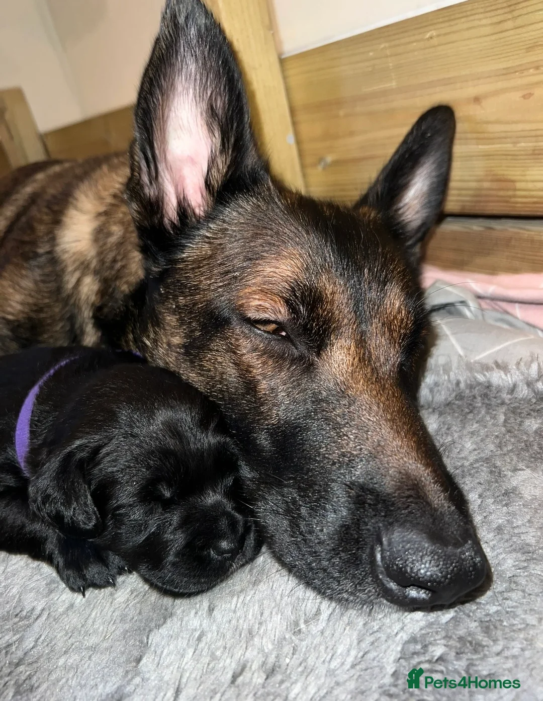 Mixed Breed dogs for sale: Belgian mal/working cocker spaniel  - Advert 25