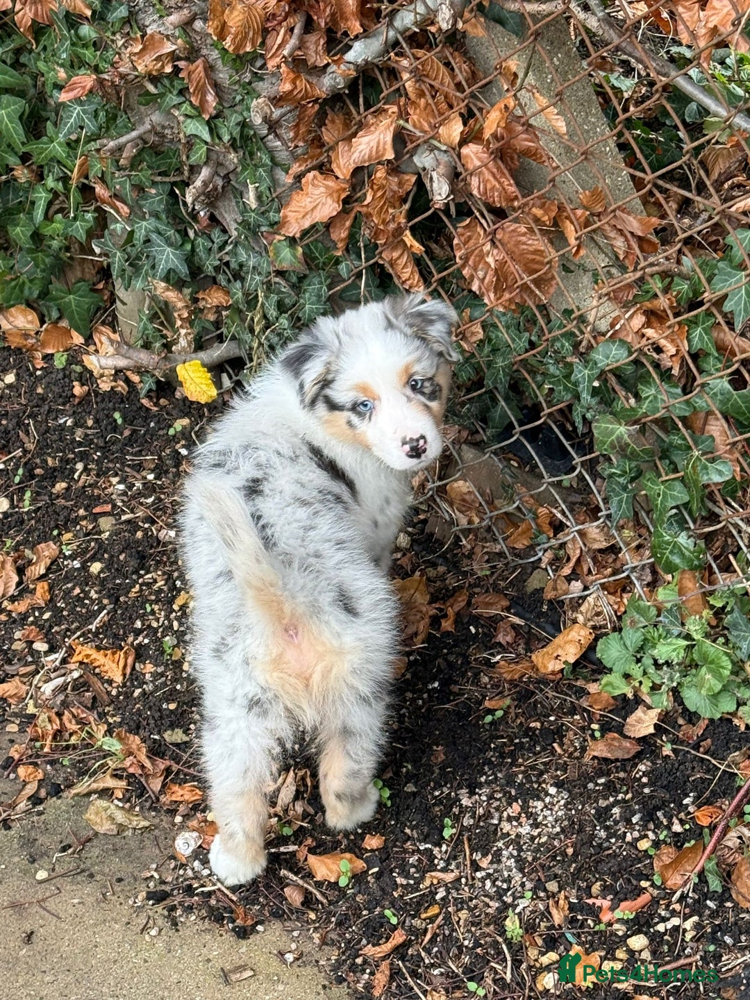 Australian Shepherd dogs for sale: Sweet boy  Australian Shepherd KC registration🥰 - Advert 4