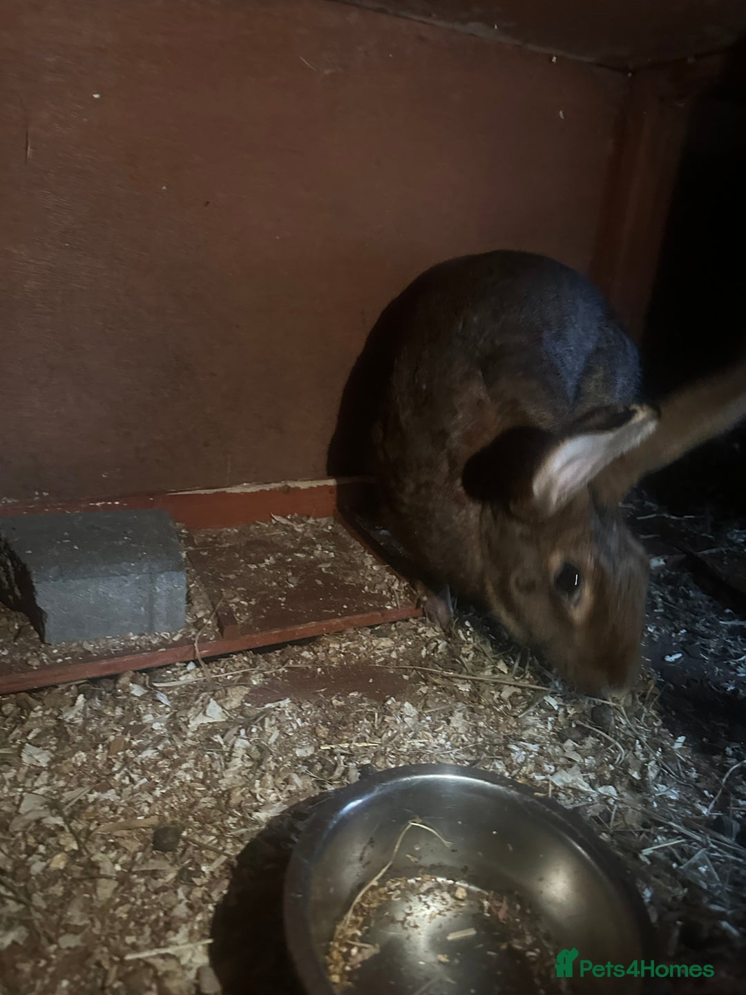 Belgian Hares rabbits for sale: Belgian hares for sale  - Advert 3