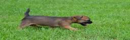 Border Terrier dogs for sale: Border Terrier Puppies - Advert 13