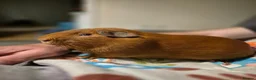 Guinea Pig rodents for sale: Pink eyed golden male in Fordingbridge - Advert 3