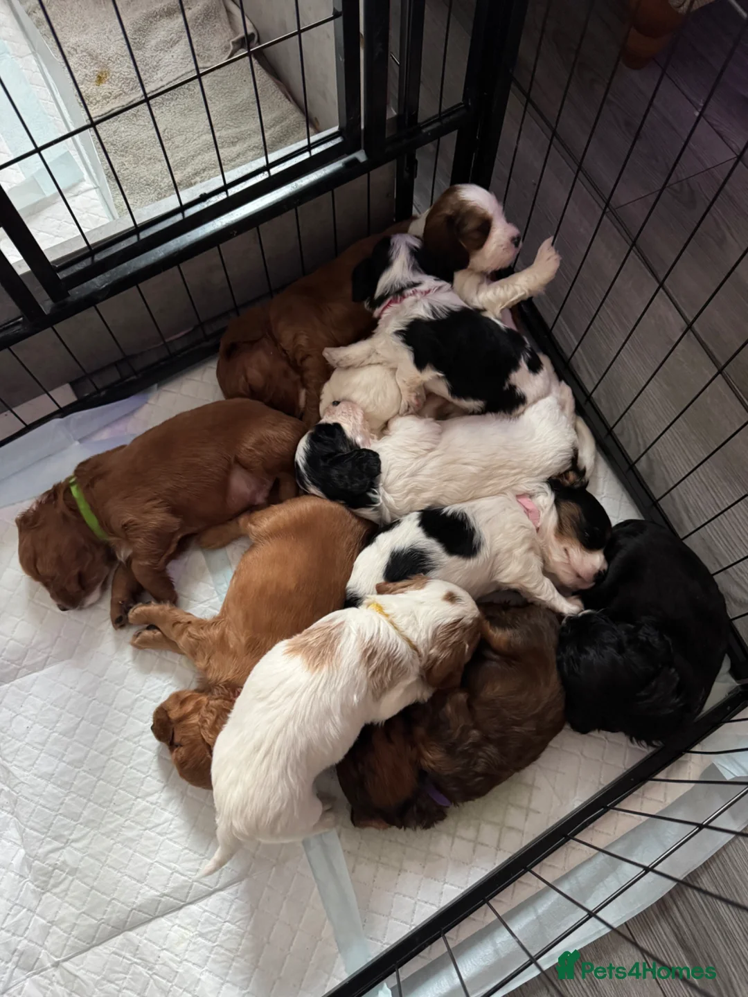 Mixed Breed dogs for sale: Gorgeous TRI COLOUR PUPPY LEFT. All others sold - Advert 1