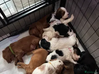 Mixed Breed dogs Gorgeous TRI COLOUR PUPPY LEFT. All others sold - Advert 6