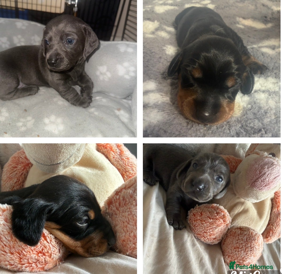Miniature Dachshund dogs Miniature dachshund pups - Advert 5