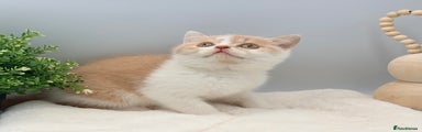 British Shorthair cream bi colour 