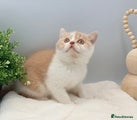 British Shorthair cream bi colour
