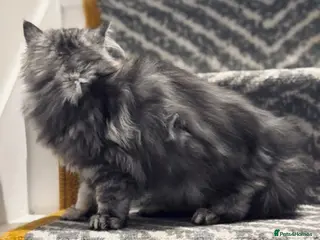 Persian cats Persian male kitten - Advert 14