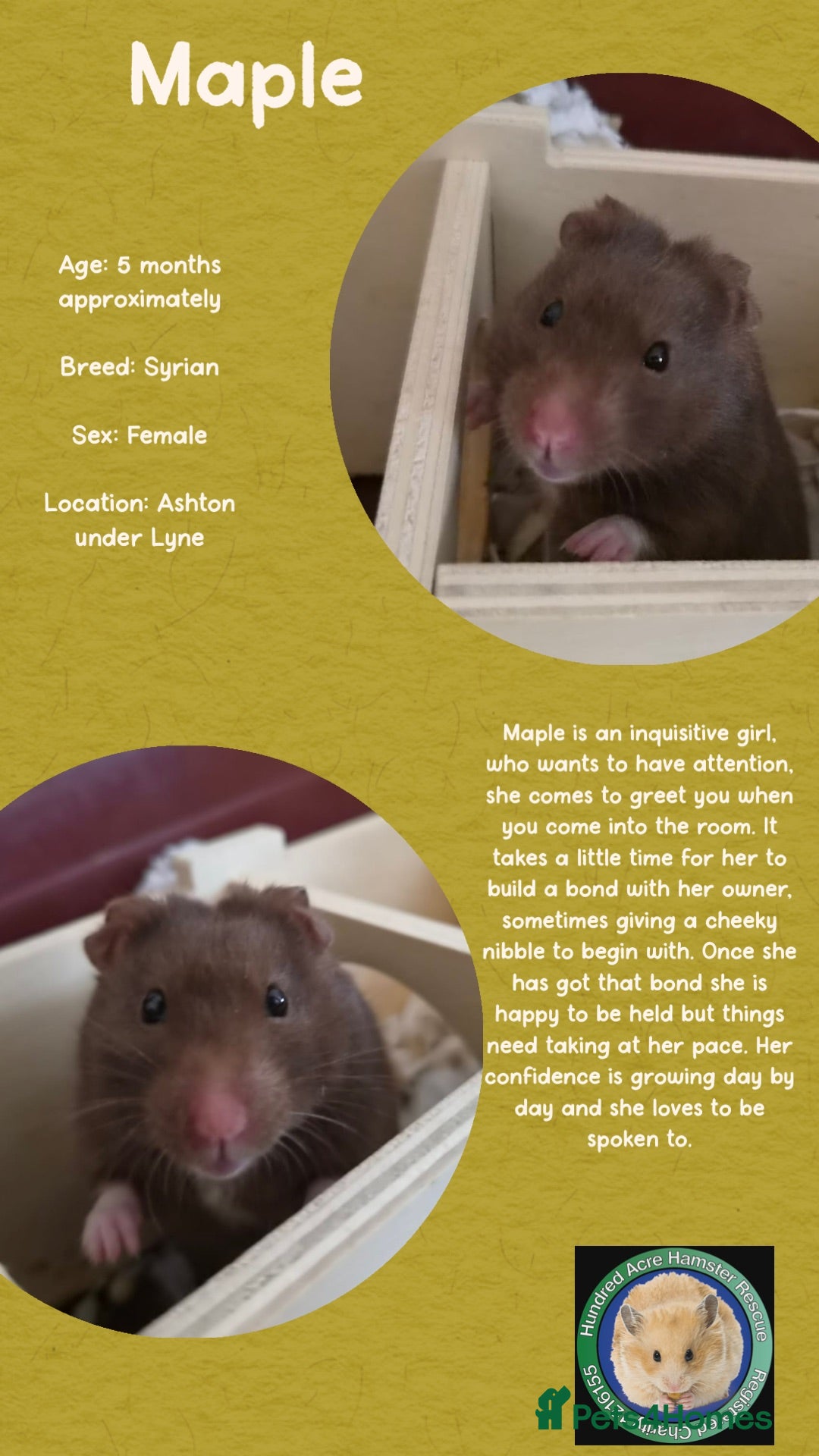 Hamster rodents Hamsters  - Advert 1