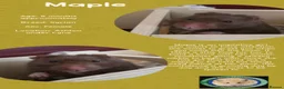 Hamster rodents for sale: Hamsters  - Advert 1