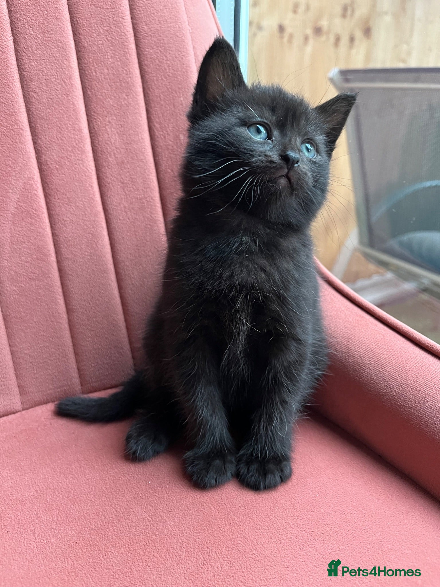 American Wirehair cats American wirehair/Long hair kittens for sale  - Advert 1