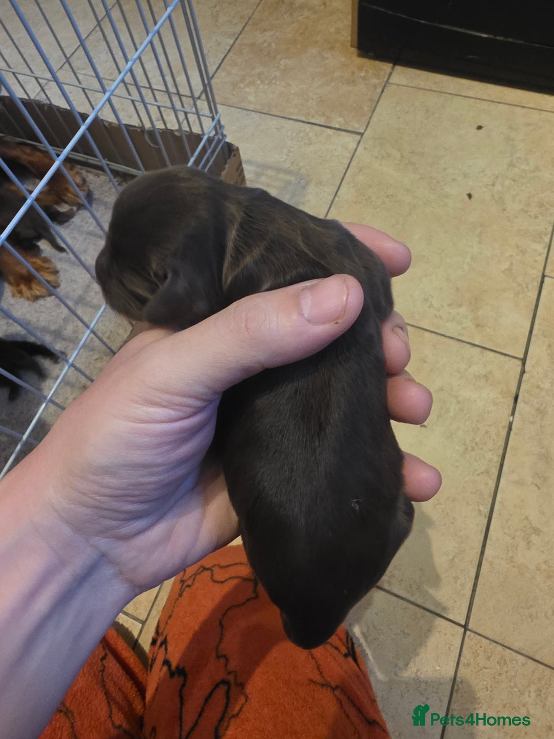 Cocker Spaniel dogs for sale: Kc registered litter - Advert 10