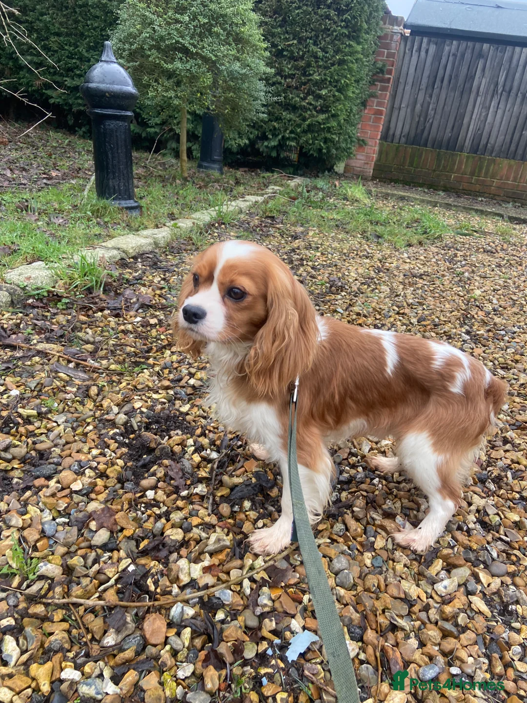 Cavalier King Charles Spaniel dogs for sale: Blenheim Cavalier King Charles pups ready now  - Advert 20