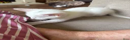 Mixed Breed cats for sale: 3 baby boy Kittens  - Advert 14