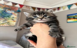 Mixed Breed cats for sale: Fluffy Half-Ragdoll Kittens - Image 3