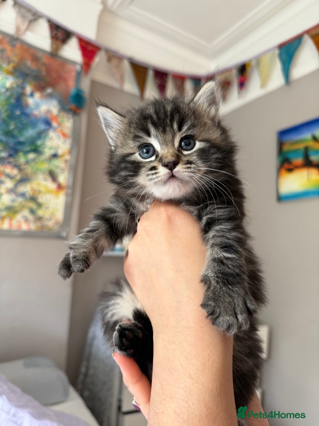Mixed Breed cats for sale: Fluffy Half-Ragdoll Kittens - Image 3