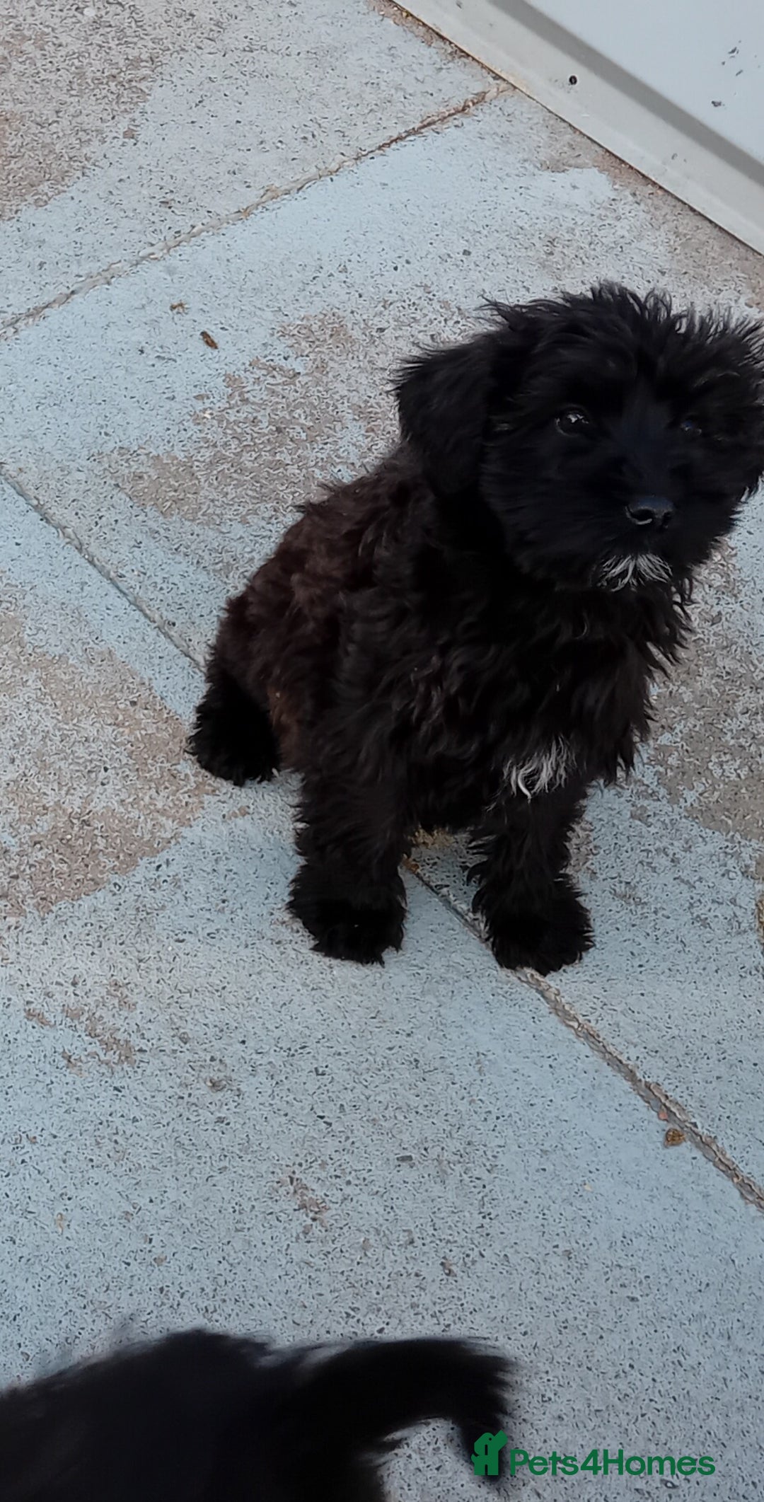 Mixed Breed dogs for sale: Schnoodle pups,  Aberdeenshire  - Image 8