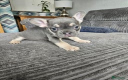 French Bulldog dogs for sale: Gorgeous frenchie pups  - Image 37