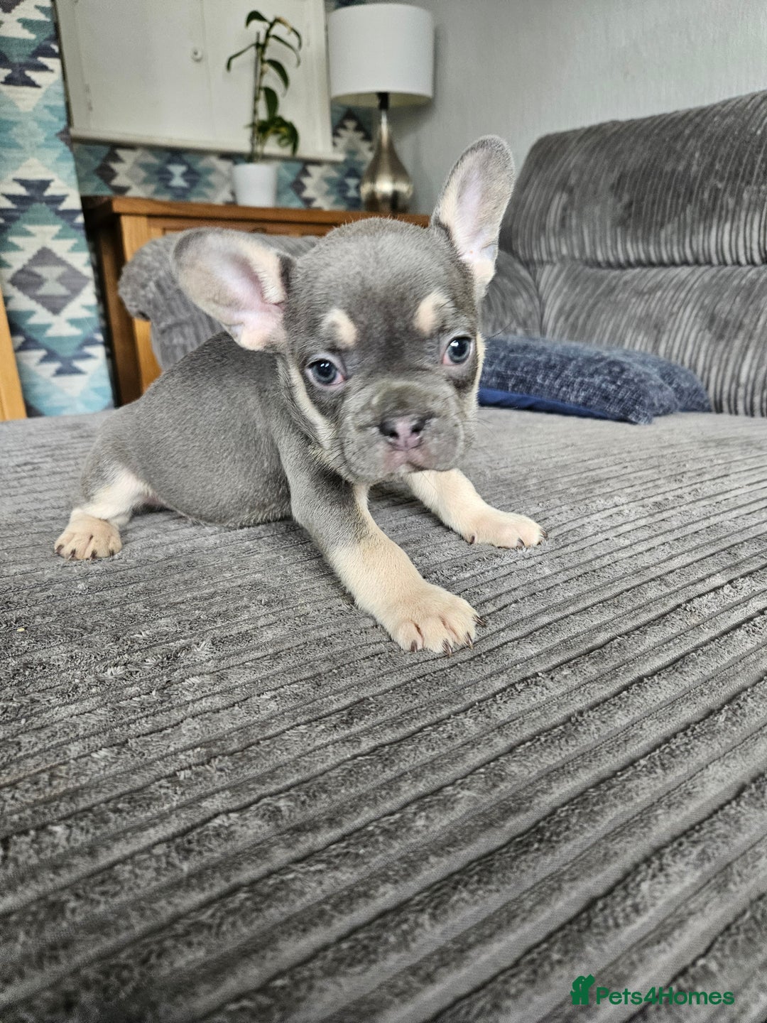 French Bulldog dogs for sale: Gorgeous frenchie pups  - Image 37