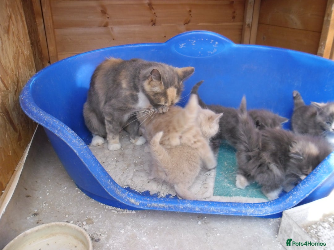 Mixed Breed cats for sale: 5 Beautiful kittens for sale  - Image 3