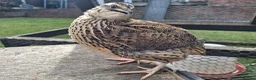 Quail poultry for sale: Quail . Japanese coturnix quail - Advert 5