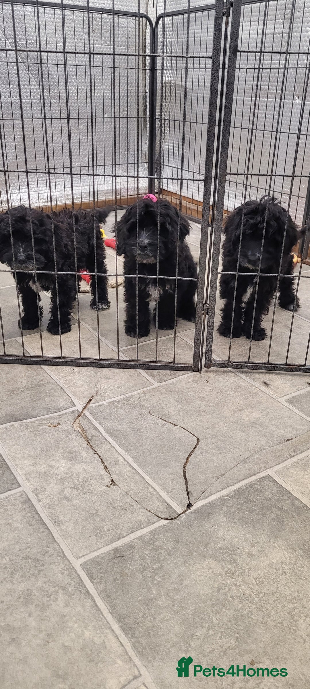 Cockapoo dogs for sale: 3 Stunning Black Girls F1 Show type cockapoos - Advert 31