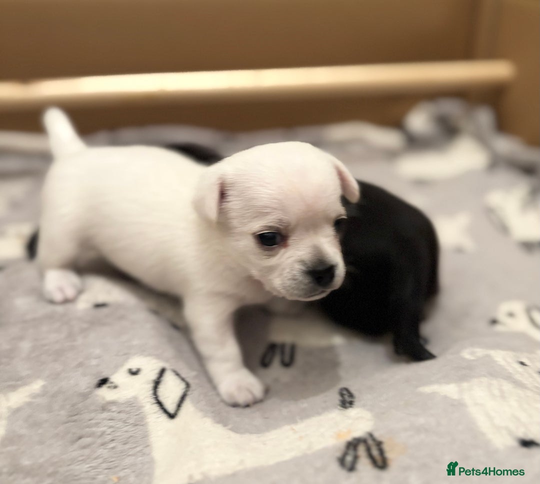 Chihuahua dogs for sale: Beautiful Chihuahua Puppies - Advert 24