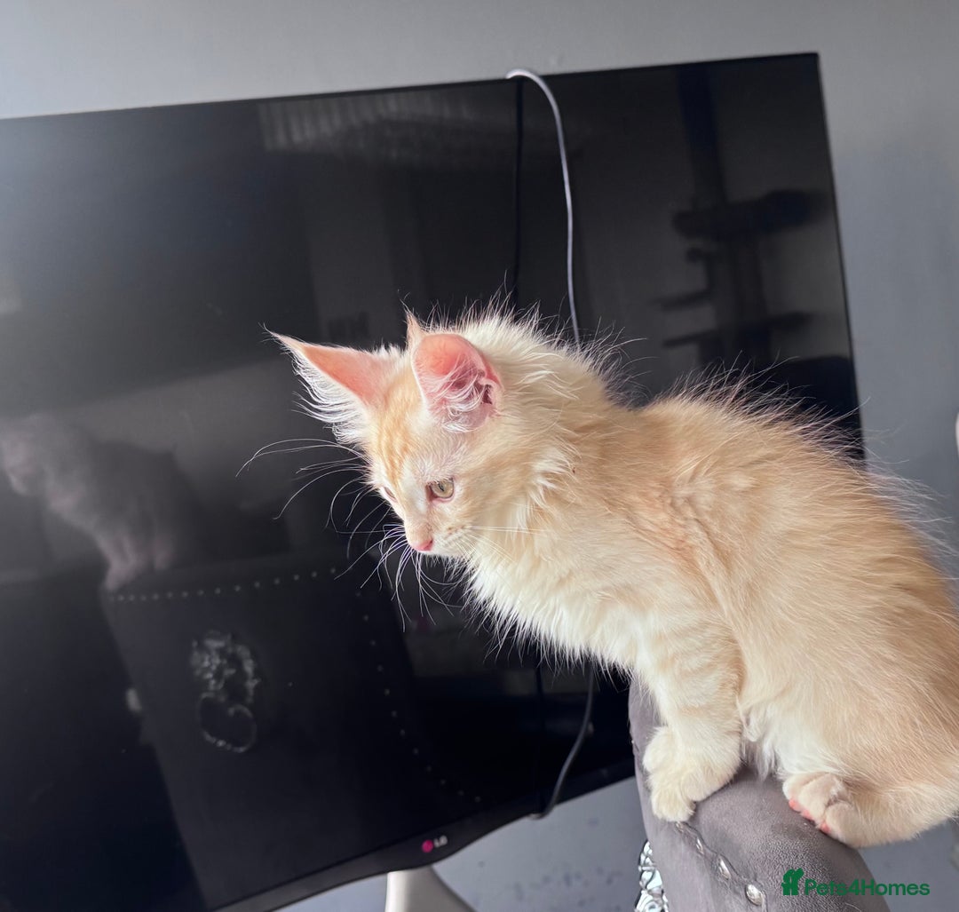 Maine Coon cats for sale: Last male left stunning Maine coon-  - Advert 11