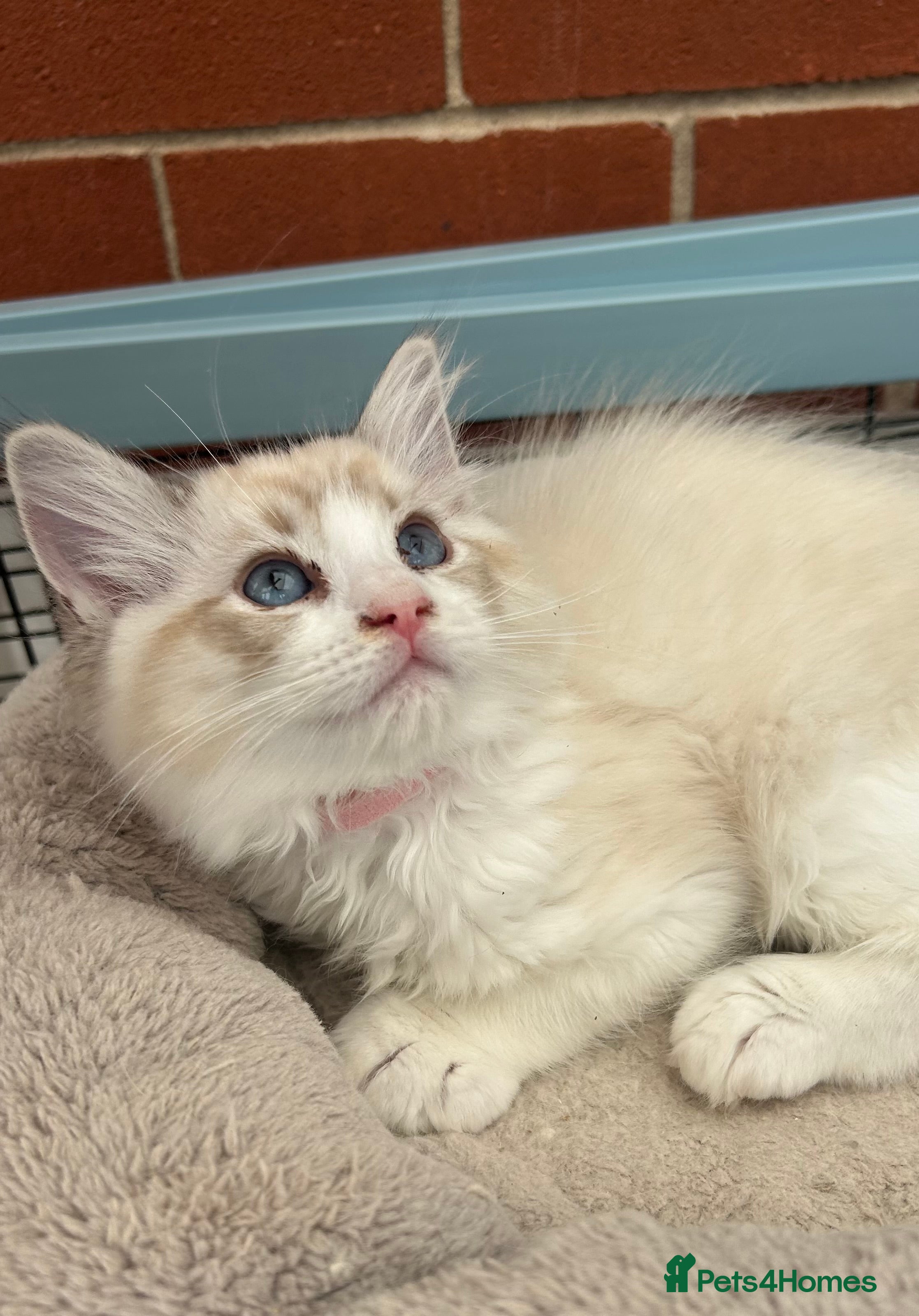 Ragdoll cats Stunning GCCF reg kittens available to 5* homes.  - Advert 2