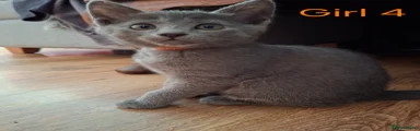Russian Blue Kitten 4