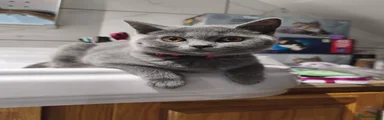 Scottish Fold 4