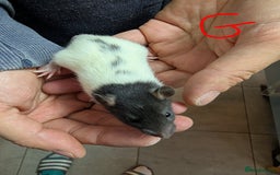 Rat rodents for sale: Baby Male and Female Rats - Advert 5
