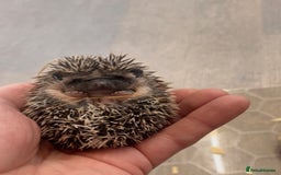 Pygmy Hedgehog rodents for sale: African Pygmy Hedgehog Babies Ready 2 Reserve   - Advert 4