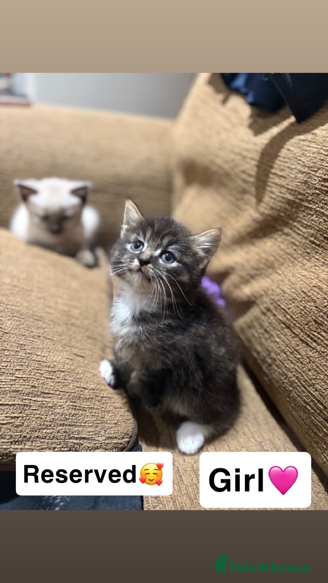 Mixed Breed cats for sale: Kittens for sale  - Advert 19