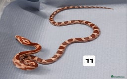 Corn Snake reptiles for sale: Corn Snake Morph Hatchling's  - Image 22