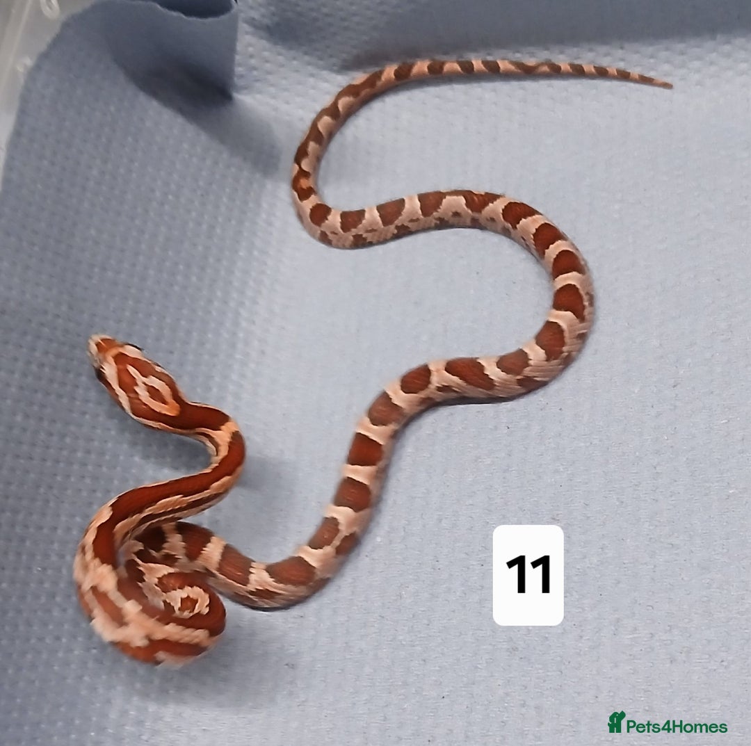 Corn Snake reptiles for sale: Corn Snake Morph Hatchling's  - Image 22