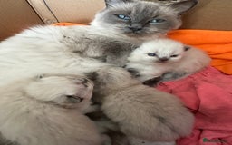 Ragdoll cats for sale: 4 beautiful Ragdool kittens available for booking  - Advert 5