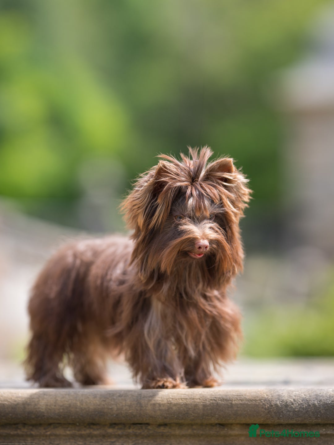 Yorkshire Terrier dogs for sale: Biewer Yorkshire terrier in Glasgow - Image 2