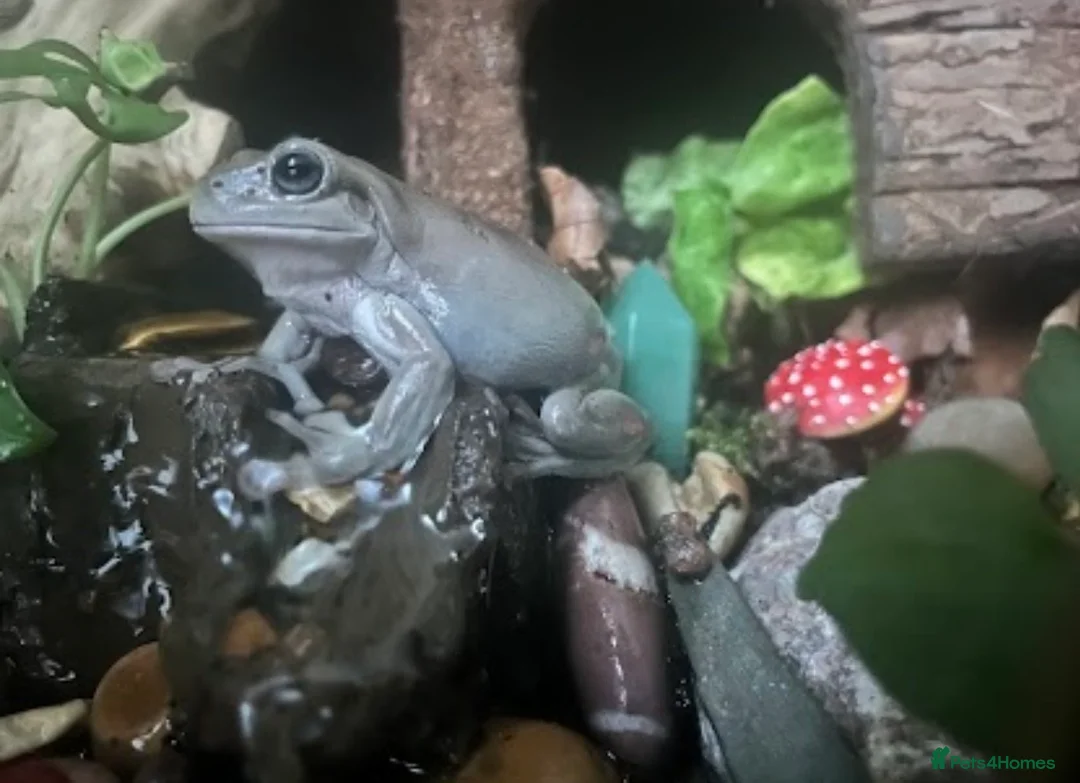 Frog reptiles for sale: 3x Adult Blue Eyed Morph Whites Tree Frogs in Oxford - Advert 8