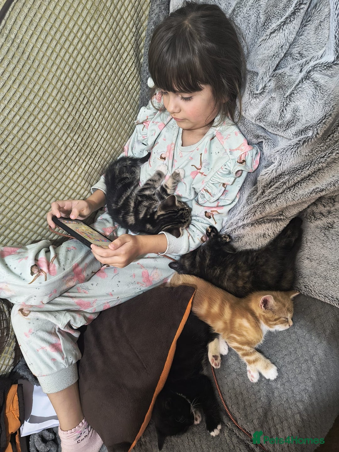 Mixed Breed cats for sale: 4 Beautiful Kittens TABBY*GINGER*CALICO*TUXEDO * - Advert 5