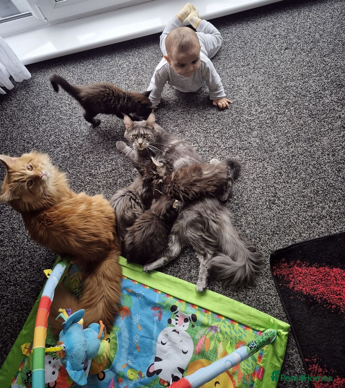 Maine Coon cats MaineCoon male kittens - Advert 4
