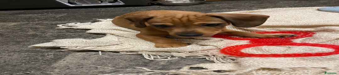 Mixed Breed Puppy 2