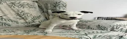 Jack Russell dogs for sale: Rehoming: Pure Breed Jack Russell in Haverhill - Advert 5